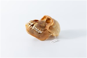 Image description is not available for 2015.4.6